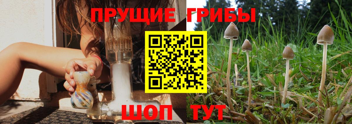 Ногинск  Псилоцибиновые грибы MAGIC MUSHROOMS  Вход с VPN 